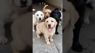 Cute puppies #puppy #puppies #puppydog #cuteanimals #funnyanimals #youtubeshorts #shorts