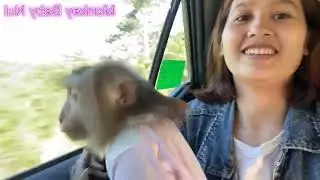 Monkey Nui returned home tired   Monkey Baby Nui flipped