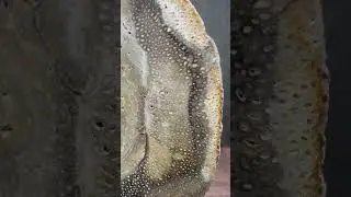 Petrified Palmwood Slab - Palmoxylon