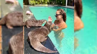 Otter Chilling With Mom 🦦🦦🥰❤~Friendlyotters|Otter Hazel and Pushan| Cute Otter