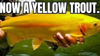 Baseball Cards on a Budget-- Episode 30-- we find a Yellow Trout