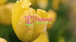 Holland Ridge Farms U-Pick Tulips 2023