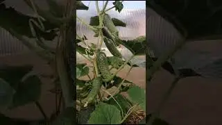 Доставка по России сдек / почта! Каталог на Мах 89152458159 письменно