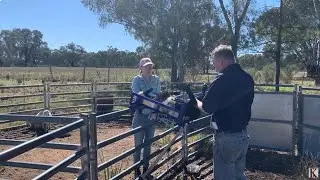 Kurraglen Farmhand Lamb Marking Cradle Australian Made and Owned