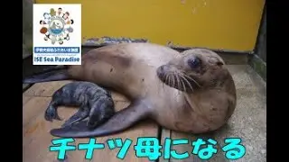 【アシカ】チナツ母になる（伊勢シーパラダイス／水族館）