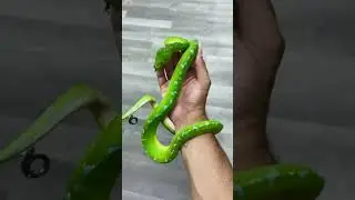 top 10 the most beautiful snakes you've ever seen #shorts