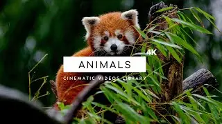 Animals - Cinematic Videos 4K | Free Animals Footage Stock