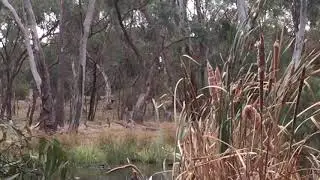 Proof Big Cat caught on film Victoria Australia clip 1