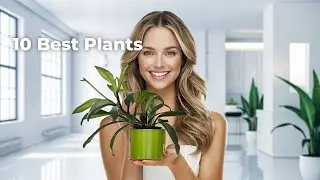 Using PLANT POWER Is the MOST EFFECTIVE Way to Purify Your Air