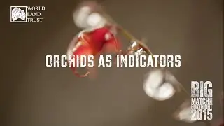 Forests in the Sky Appeal - Orchids as Indicators