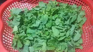 پودینے کو تازہ رکھے پورے مھینے اس آسان طریقے سے۔how to keep mint leaves fresh upto one month.