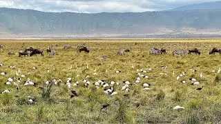 Oiseaux aquatiques / Wasserv&ouml;gel, Ngorongoro (Tanzania)