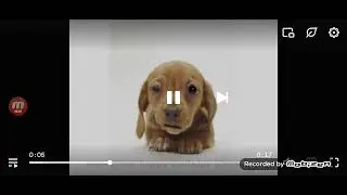 Puppy Dog Birthday Video Song 