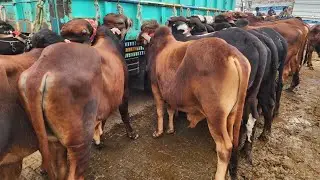 Wednesday Lahore Cow Mandi Updates | Bachra Farming | Katta Farming | Katti Farming | Jhotian 