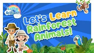 Let's Learn Rainforest Animals | Preschool | Colorful Education Video