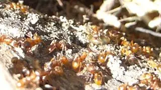Red Ant Colony - Myrmica rubra - Eggs and larvae - Rau&eth;ir maurar - Rau&eth;maurab&uacute; - Egg og lirfur