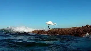 Egretta garzetta