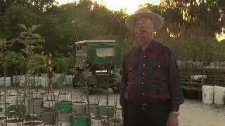 How to Harvest & Store Pears
