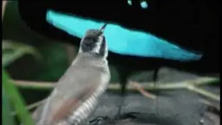 Earth - La Nostra Terra: Clip dal film (rivale, o 