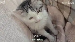 [Vietsub/vlog][La Tổng Trương Trương]Một ngày chăm mèo của hai ba ba