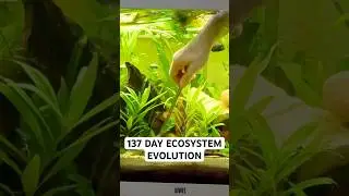 137 Day Aquatic Ecosystem Evolution
