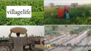 vlog life punjab pakistan vlog kheton ki sair anfaal vlog