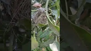 Nest of bird but no have bird inside #shorts