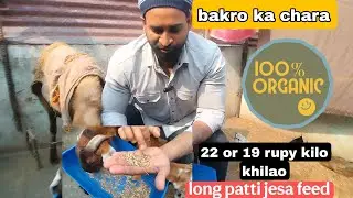 22 or 19 rupay me best feed for goat by an nafi goat farm bhai salman ka chara #bakripalankaisekre