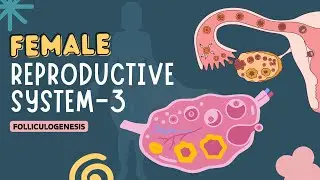 🔴 LIVE NEET 2026 | Human Reproduction L-7 | Female Reproductive System-3 | Dr. Sachin Kapur | AIIMS