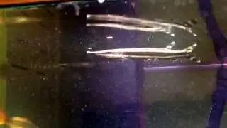 Spotted Pike Characin Feeding