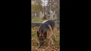 Tense Cemetery Chase with Rex | Hudson & Rex Clip