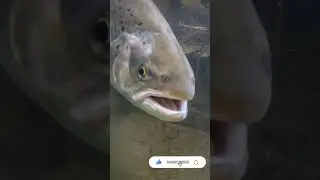 Fliegenfischen in Mecklenburg-Vorpommern