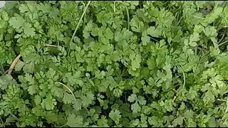 Gardensarden is live welcome to my live streem  how to grow dhaniya