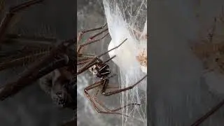 чердачный паук (Eratigena atrica)