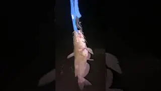 #fishing #catfish #fish #maumeeriver  #gar #longnosegar #subscribe #shorts