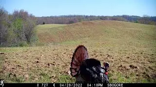 Gobbler Fight! | Turkey Fighting For Dominance | Browning Strike Force