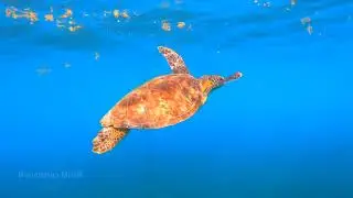 Underwater Serenity: Peaceful Fish & Calming Music for Sleep & Zen