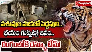 Kurmapuram Tiger Operation Latest Update | పెద్దపులి  ఉన్న పశువుల పాక ఇదే | ZEE Telugu News
