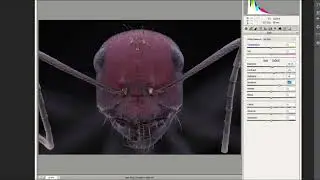 Photomicrography focus stacking and post-processing