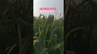 कहानियां बिखरी है चुपके से सुनो 👀❤️