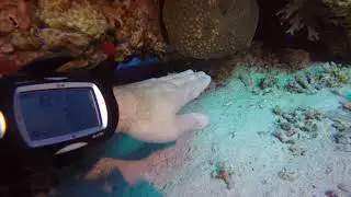 Putzergarnelen bei der Manik&uuml;re am Taucher