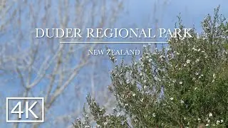 Duder Regional Park, Auckland, New Zealand, 4K/UHD, Lambing, Sheep, Cattle, Spring, Relaxing, Nature