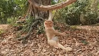 wow!How beautiful Rose monkey  holding | Rose monkey got perfect health