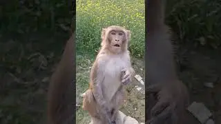 bandar ko chune ki kosis #funny #reaction #video