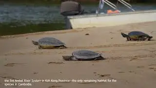 Release Four Turtles to the WILD | Batagur affinis | the Royal turtles