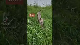 Run 🐾 Weimaraner