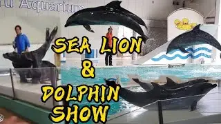 SEA LION AND DOLPHIN SHOW AT OTARU AQUARIUM | HOKKAIDO JAPAN | PART 3