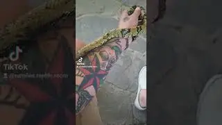 Monthly Update - Kia The False Water Cobra 🐍#shorts