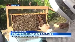 Local honey farm is working hard to protect honeybee colonies from dying