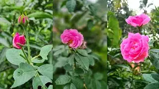 How To Propogate Edward Rose Plant From Stem | Best Natural Rooting Hormone🤩